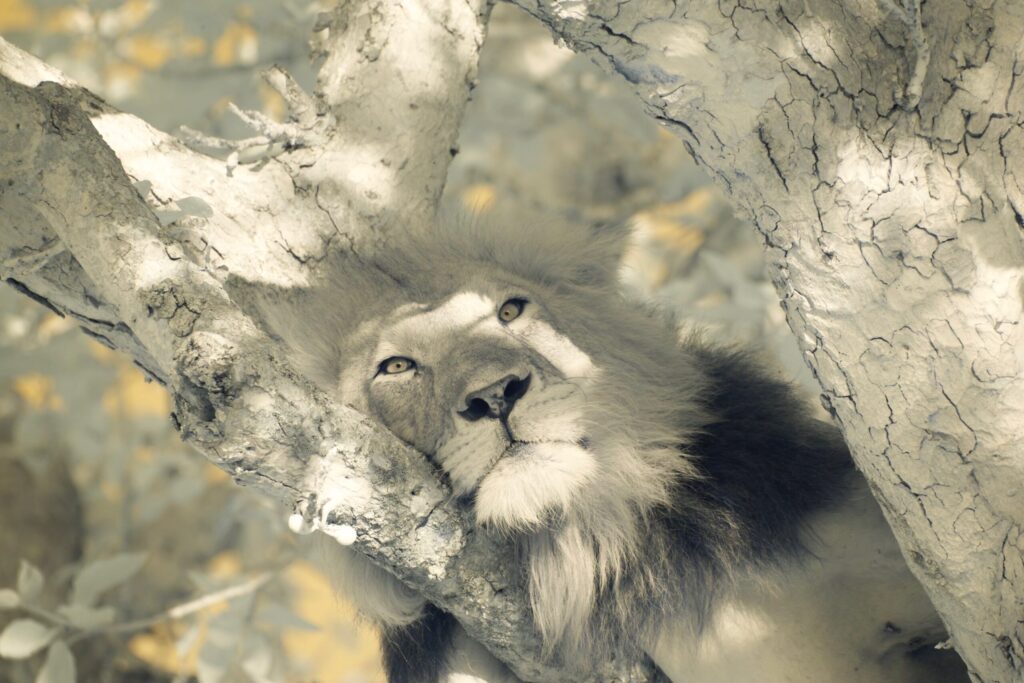 Ishasha tree climbing lions infrared scaled